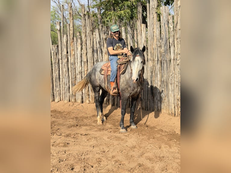 Percheron Mix Ruin 6 Jaar 163 cm Roan-Blue in Newcastle