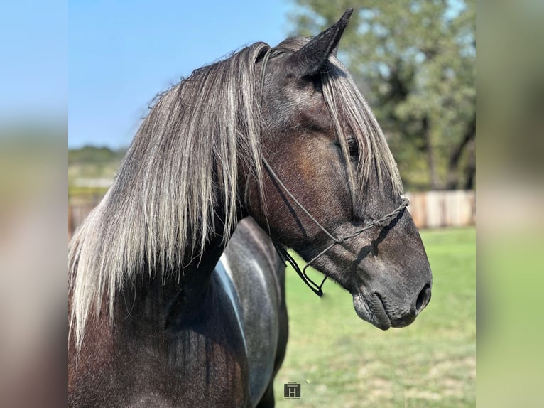 Percheron Ruin 6 Jaar 163 cm Tobiano-alle-kleuren in Jacksboro TX