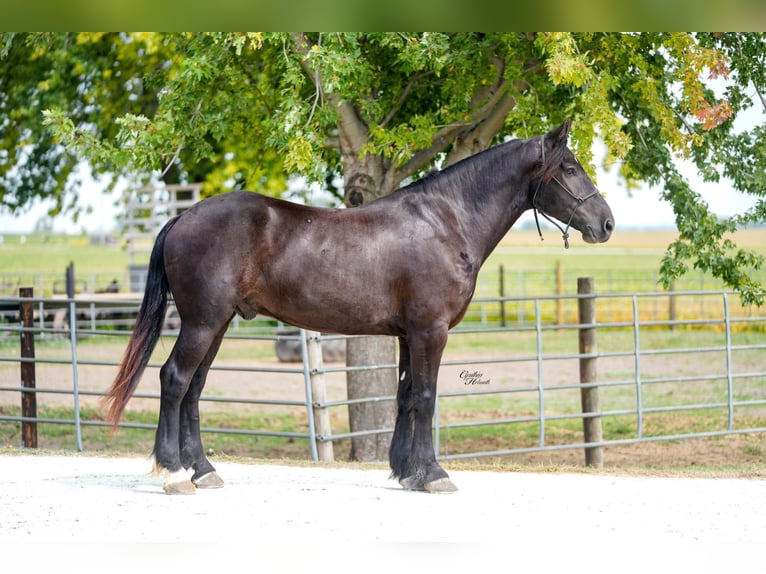Percheron Ruin 6 Jaar 163 cm Zwart in Independence IA