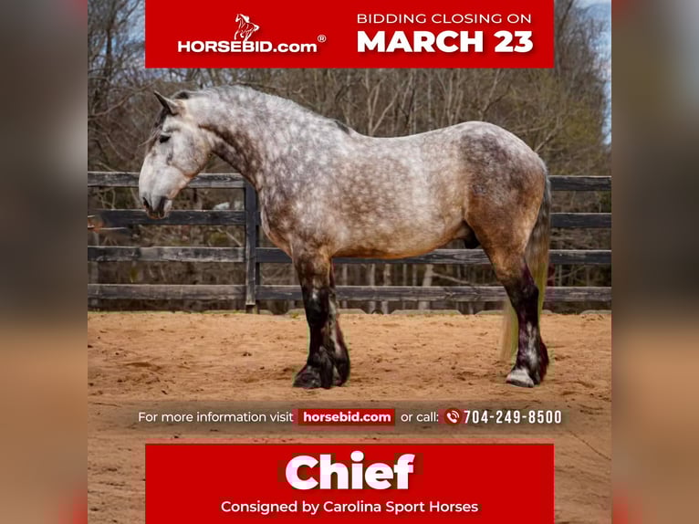 Percheron Mix Ruin 6 Jaar 165 cm Schimmel in Clover