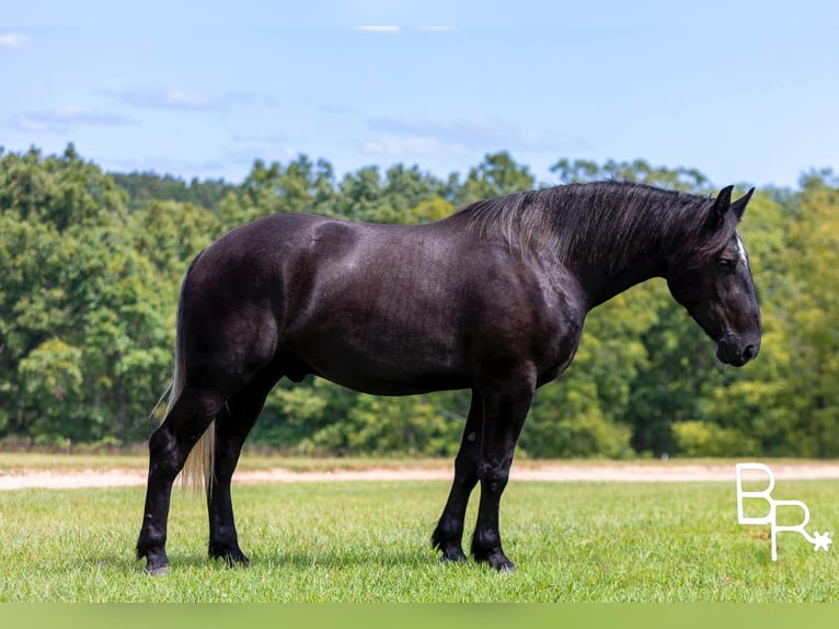 Percheron Ruin 6 Jaar 165 cm Zwart in Mountain Grove MO