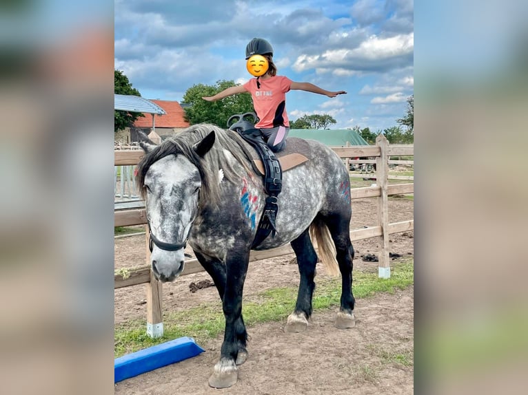 Percheron Mix Ruin 6 Jaar 167 cm Appelschimmel in Demen