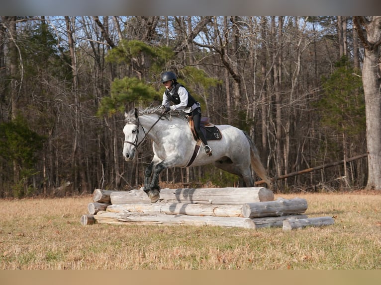 Percheron Mix Ruin 6 Jaar 168 cm Appelschimmel in Clover