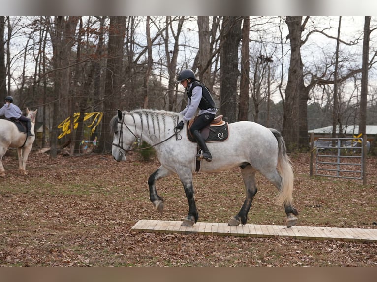 Percheron Mix Ruin 6 Jaar 168 cm Appelschimmel in Clover
