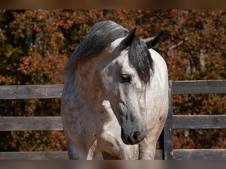 Percheron Mix Ruin 6 Jaar 168 cm Appelschimmel in Clover