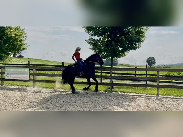 Percheron Mix Ruin 6 Jaar 168 cm Zwart in Gap