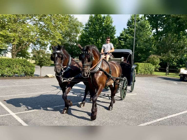 Percheron Mix Ruin 6 Jaar 168 cm Zwart in Gap