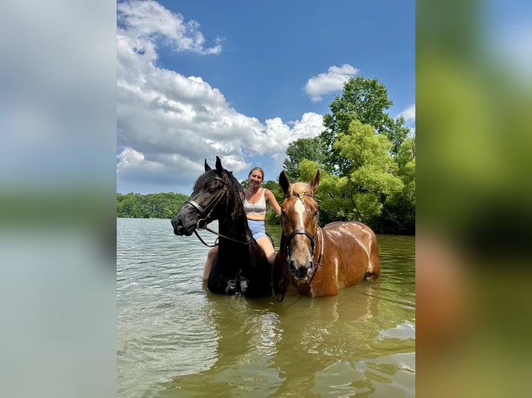 Percheron Mix Ruin 6 Jaar 168 cm Zwart in Gap