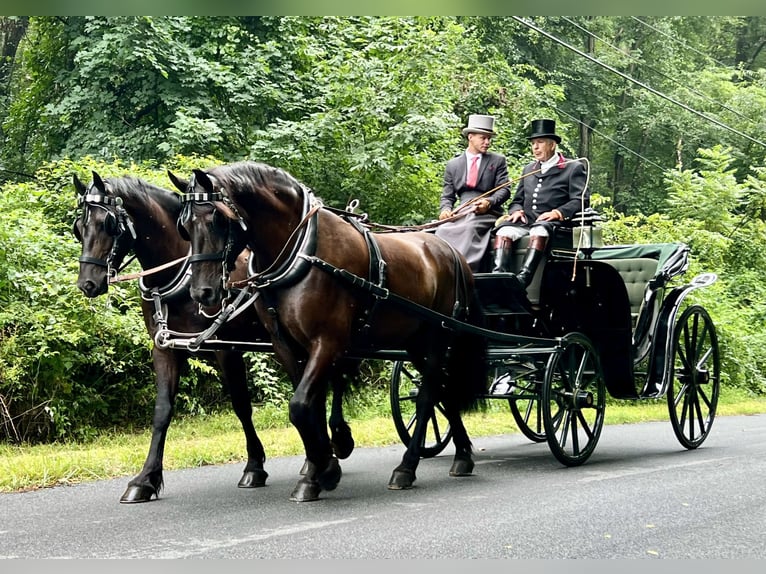 Percheron Mix Ruin 6 Jaar 168 cm Zwart in Gap