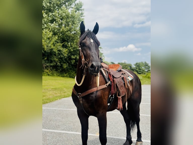 Percheron Mix Ruin 6 Jaar 168 cm Zwart in Gap