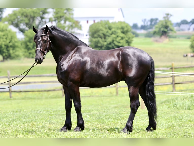 Percheron Mix Ruin 6 Jaar 168 cm Zwart in Gap