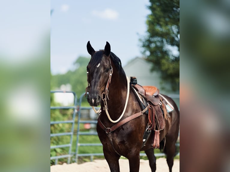 Percheron Mix Ruin 6 Jaar 168 cm Zwart in Gap