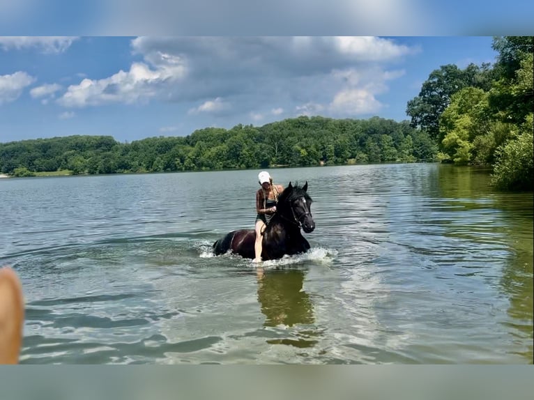 Percheron Mix Ruin 6 Jaar 168 cm Zwart in Gap