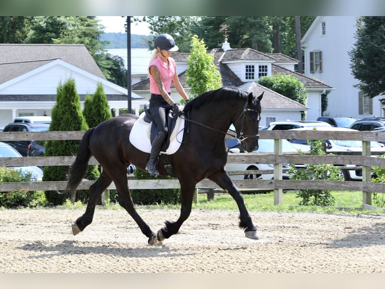 Percheron Mix Ruin 6 Jaar 168 cm Zwart in Gap