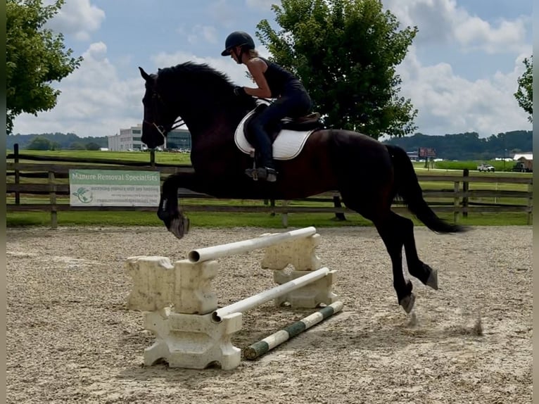 Percheron Mix Ruin 6 Jaar 168 cm Zwart in Gap