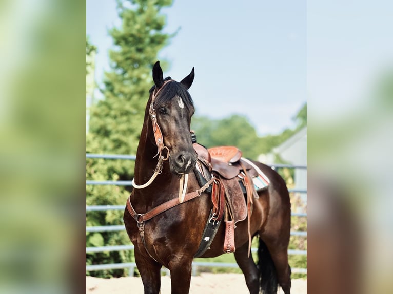 Percheron Mix Ruin 6 Jaar 168 cm Zwart in Gap