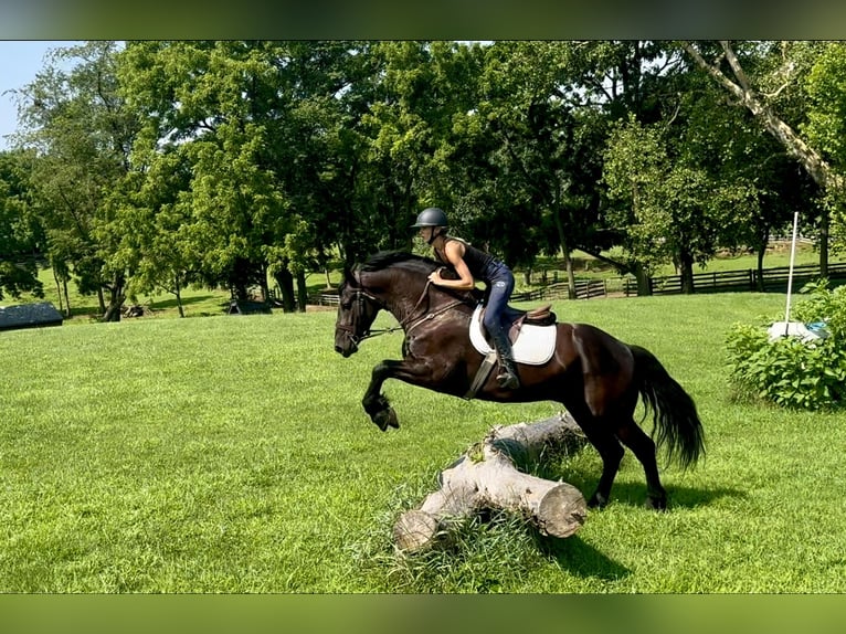 Percheron Mix Ruin 6 Jaar 168 cm Zwart in Gap