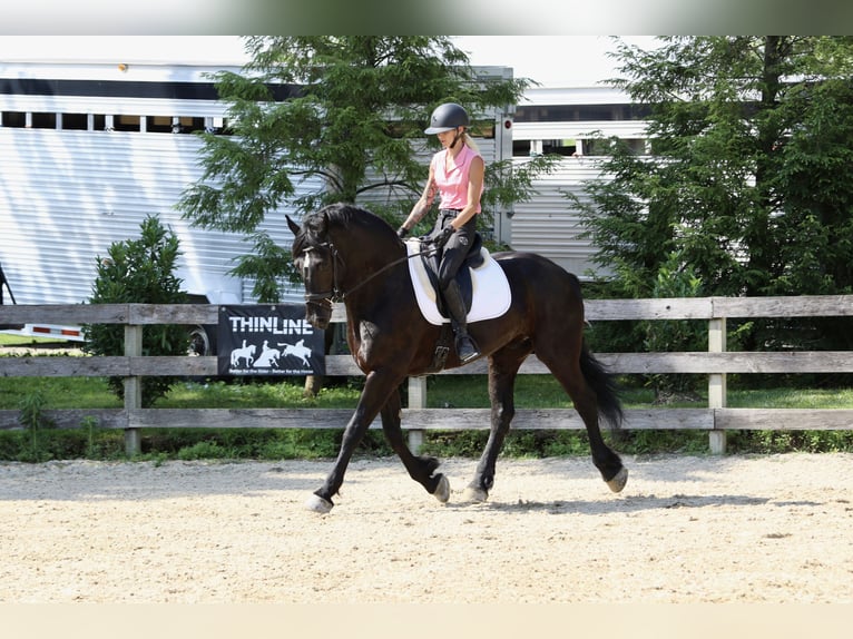 Percheron Mix Ruin 6 Jaar 168 cm Zwart in Gap