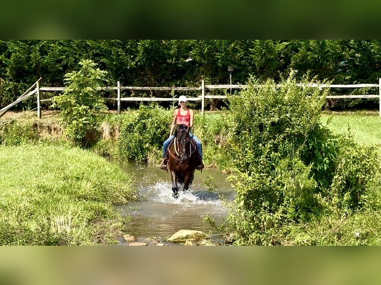 Percheron Mix Ruin 6 Jaar 168 cm Zwart in Gap