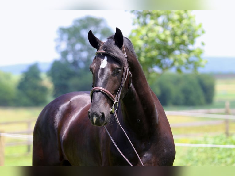 Percheron Mix Ruin 6 Jaar 168 cm Zwart in Gap