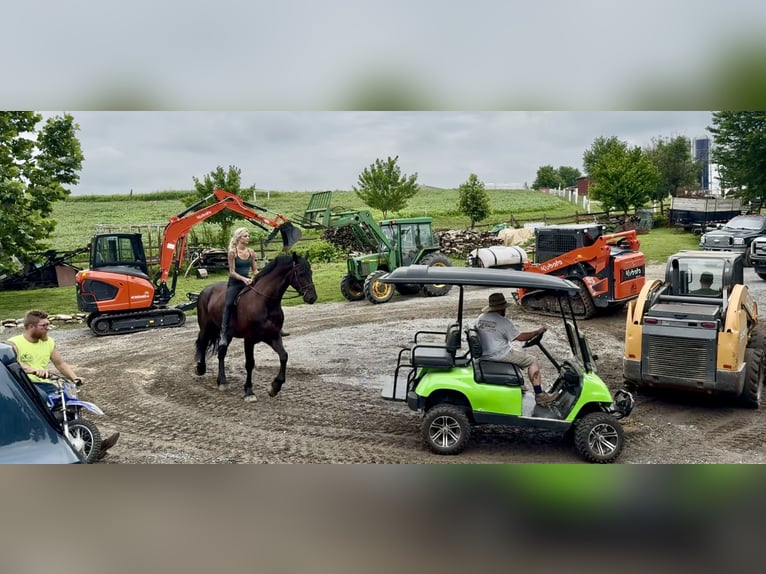 Percheron Mix Ruin 6 Jaar 168 cm Zwart in Gap