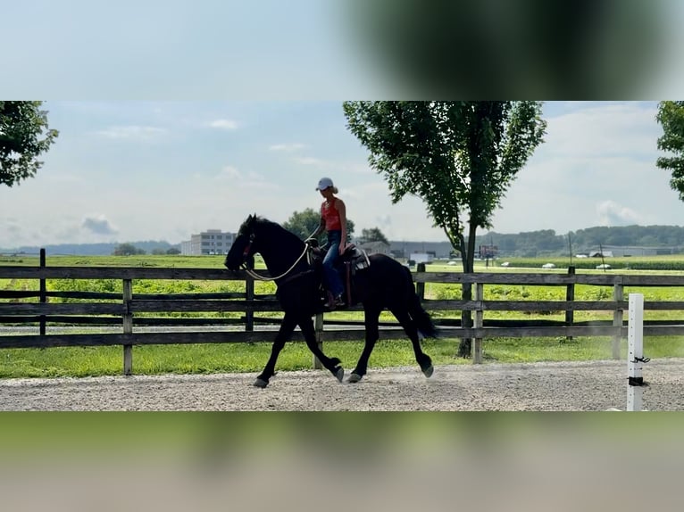 Percheron Mix Ruin 6 Jaar 168 cm Zwart in Gap