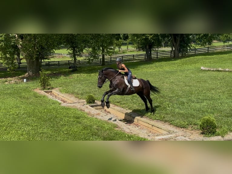 Percheron Mix Ruin 6 Jaar 168 cm Zwart in Gap
