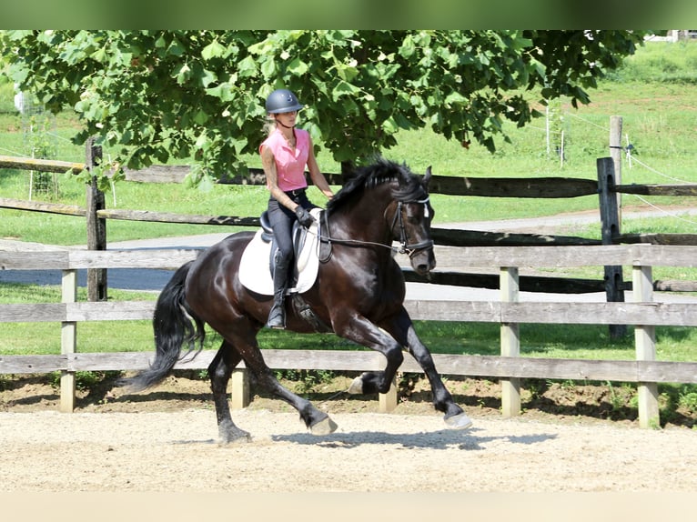 Percheron Mix Ruin 6 Jaar 168 cm Zwart in Gap