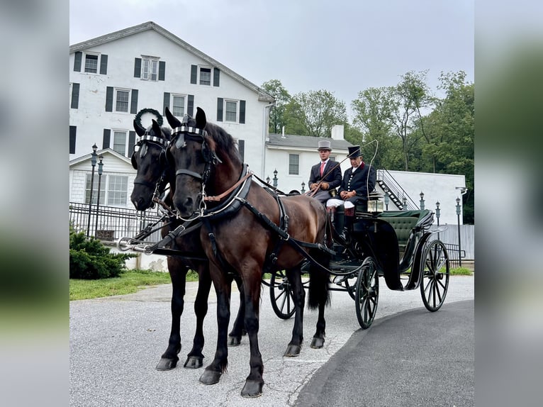 Percheron Mix Ruin 6 Jaar 168 cm Zwart in Gap