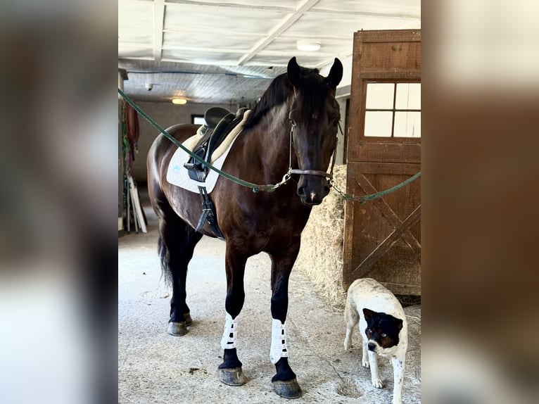 Percheron Mix Ruin 6 Jaar 168 cm Zwart in Gap