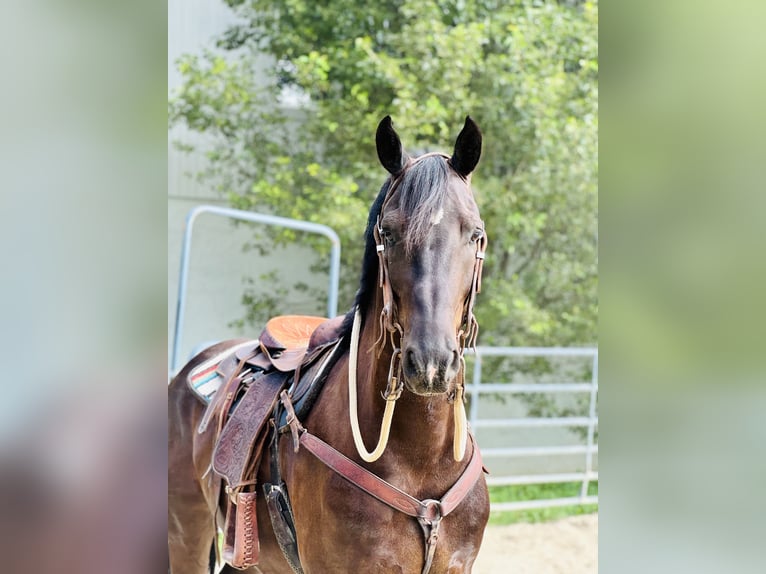 Percheron Mix Ruin 6 Jaar 168 cm Zwart in Gap