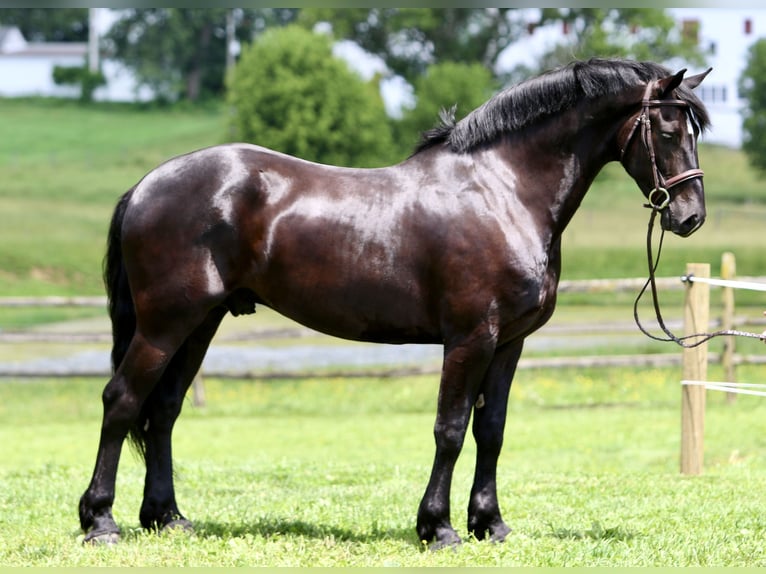 Percheron Mix Ruin 6 Jaar 168 cm Zwart in Gap