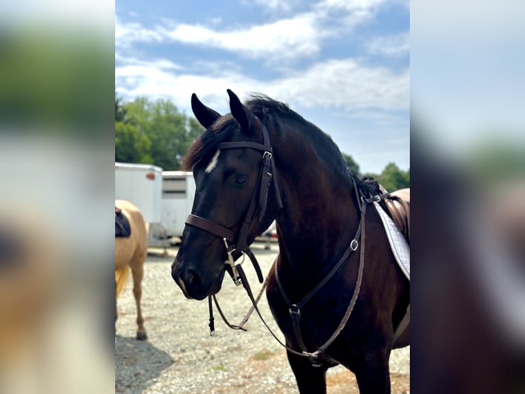 Percheron Mix Ruin 6 Jaar 168 cm Zwart in Gap