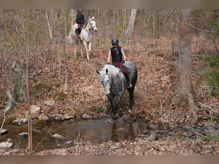 Percheron Mix Ruin 6 Jaar 170 cm Schimmel in Clover
