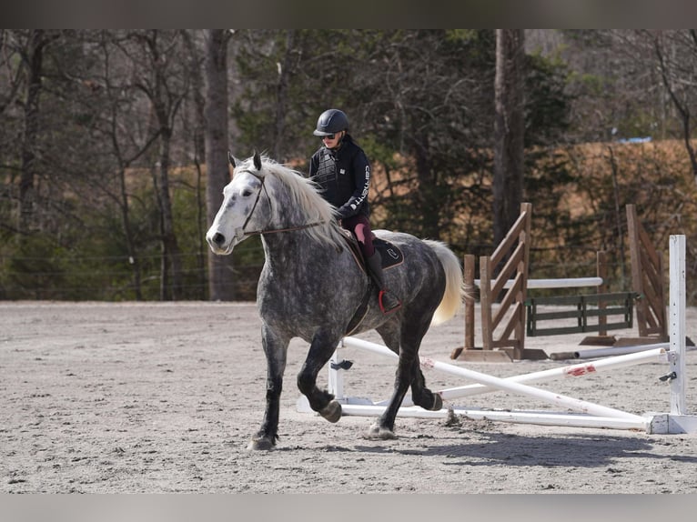 Percheron Mix Ruin 6 Jaar 170 cm Schimmel in Clover