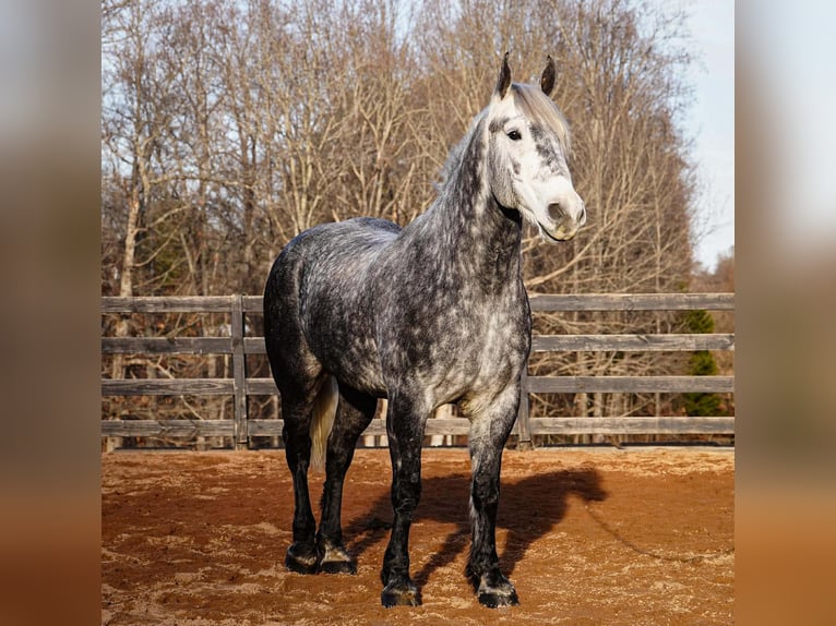 Percheron Mix Ruin 6 Jaar 170 cm Schimmel in Clover