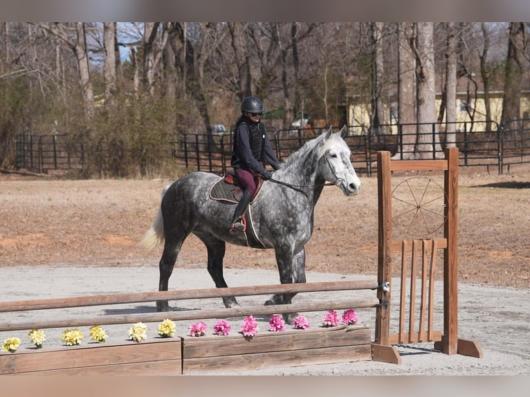 Percheron Mix Ruin 6 Jaar 170 cm Schimmel in Clover