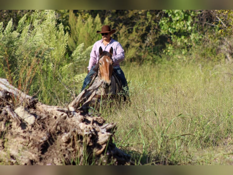 Percheron Ruin 6 Jaar 173 cm Roan-Bay in Stephenville TX