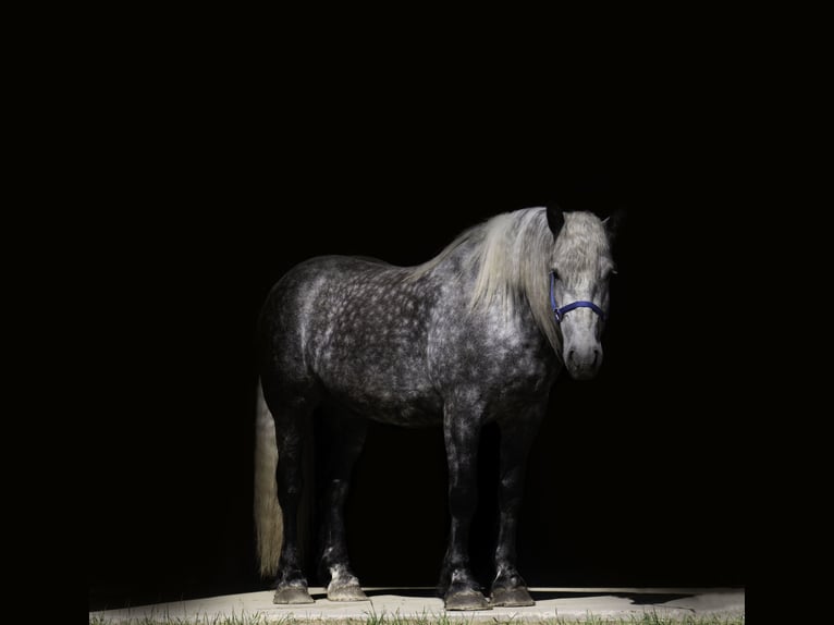 Percheron Ruin 6 Jaar 173 cm Schimmel in Nevis