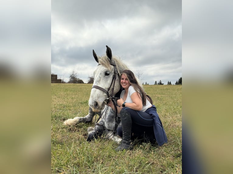 Percheron Mix Ruin 6 Jaar 173 cm Schimmel in Gap