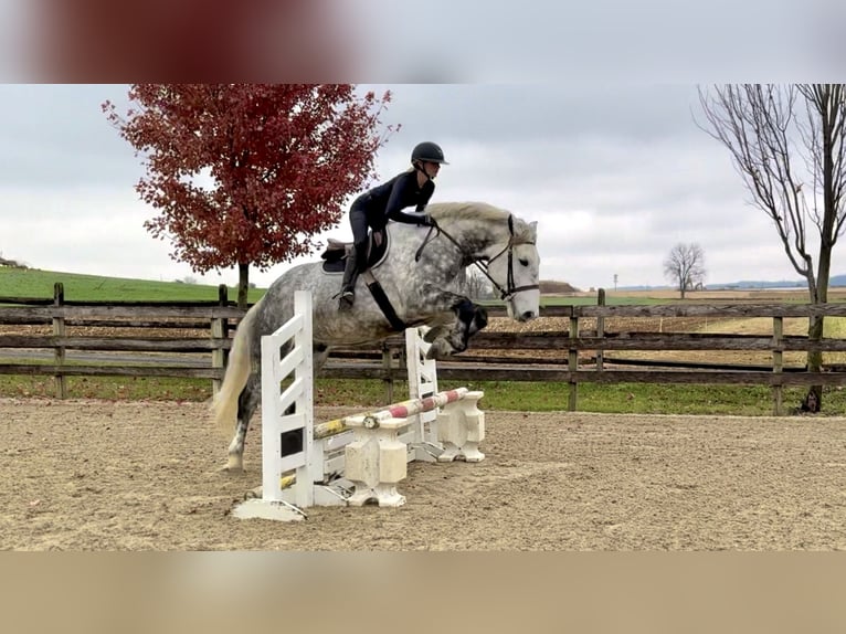 Percheron Mix Ruin 6 Jaar 173 cm Schimmel in Gap