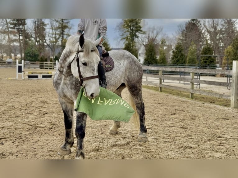 Percheron Mix Ruin 6 Jaar 173 cm Schimmel in Gap