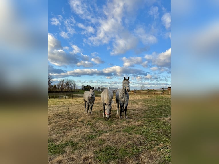 Percheron Mix Ruin 6 Jaar 173 cm Schimmel in Gap