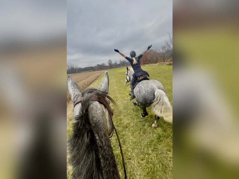 Percheron Mix Ruin 6 Jaar 173 cm Schimmel in Gap