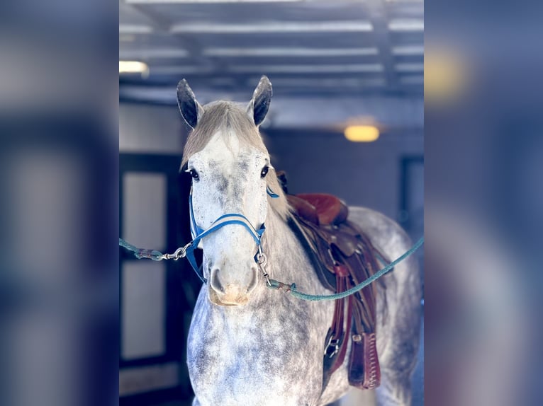 Percheron Mix Ruin 6 Jaar 173 cm Schimmel in Gap