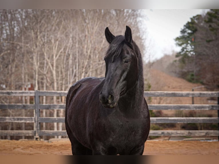 Percheron Mix Ruin 6 Jaar 173 cm Zwart in Clover