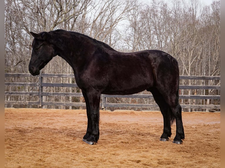 Percheron Mix Ruin 6 Jaar 173 cm Zwart in Clover
