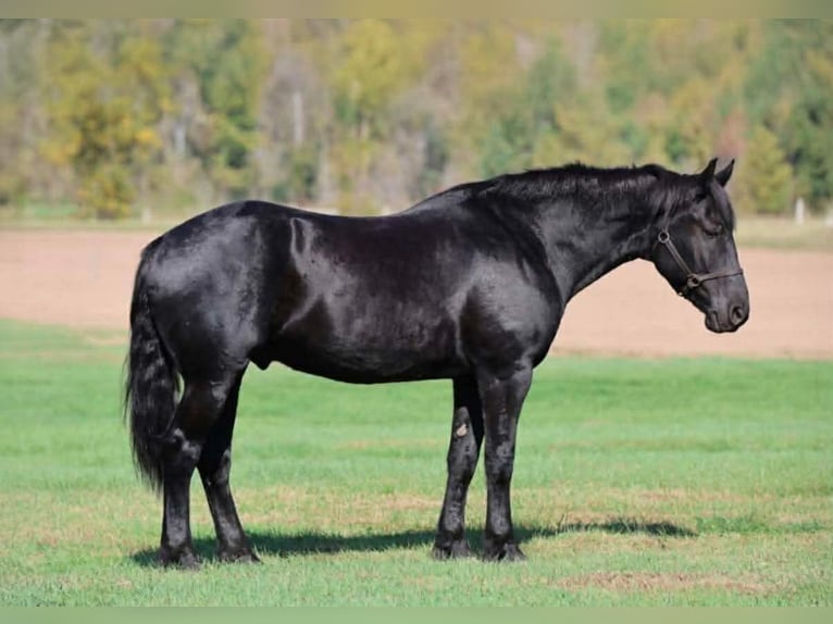 Percheron Mix Ruin 6 Jaar 173 cm Zwart in Clover