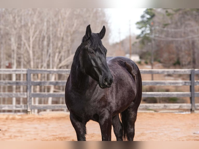 Percheron Mix Ruin 6 Jaar 173 cm Zwart in Clover