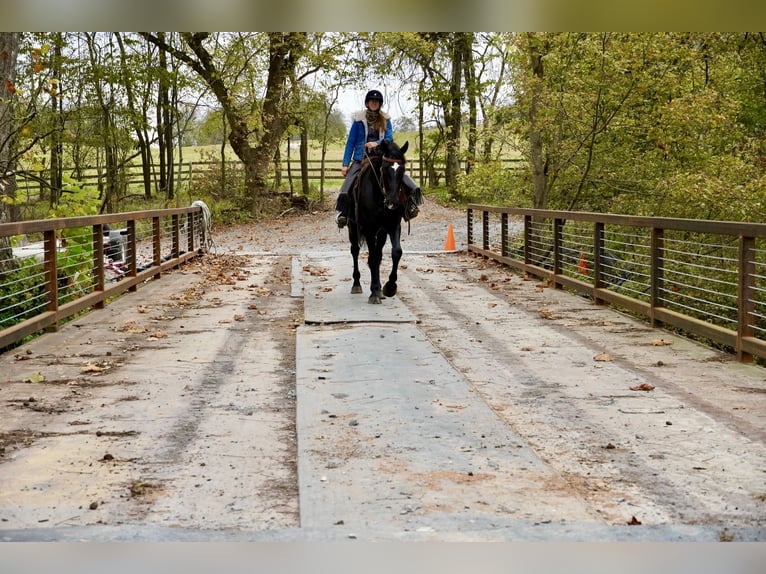 Percheron Mix Ruin 6 Jaar 175 cm Zwart in Tuscarora